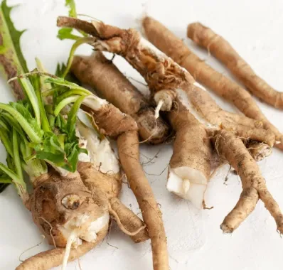 Fresh chicory roots on a white surface, the plant source of inulin